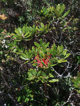 Image of Telopea truncata (Labill.) R. Br.