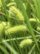 Image of bottlebrush sedge