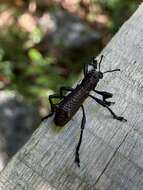 Image of Aegorhinus bulbifer Morrone 1994