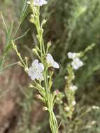 Image of Buddleja virgata L. fil.