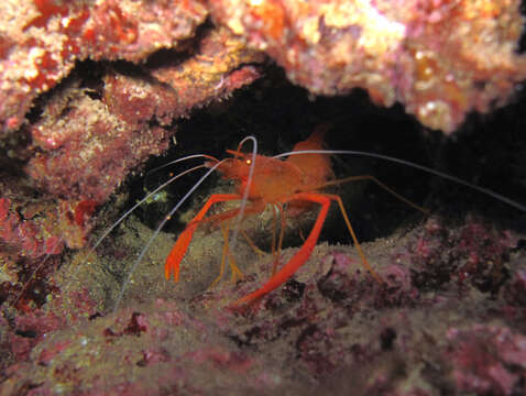 Image of golden coral shrimp