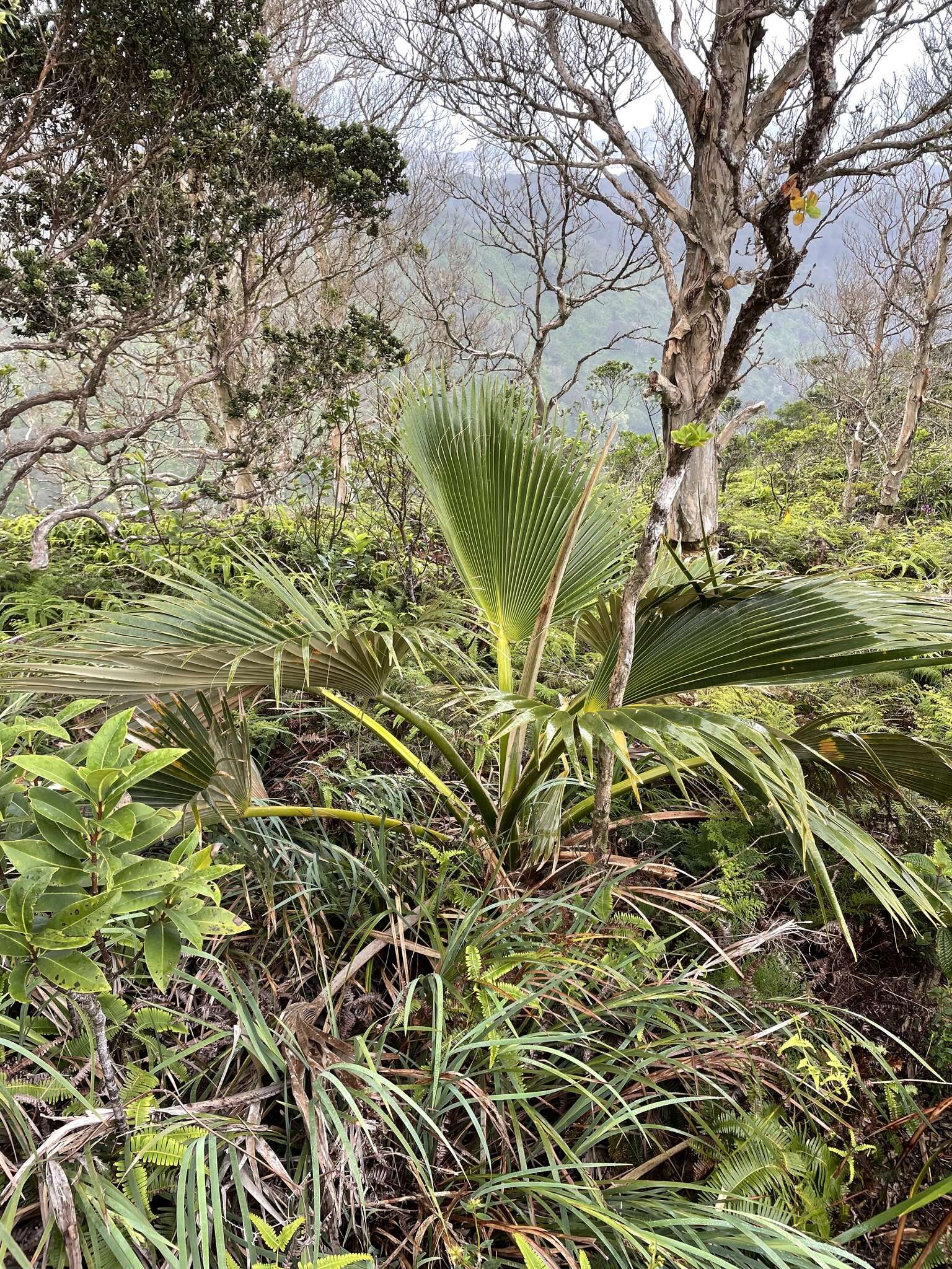 Sivun Pritchardia martii (Gaudich.) H. Wendl. kuva