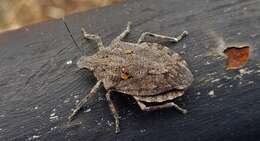 Image of Four-humped Stink Bug