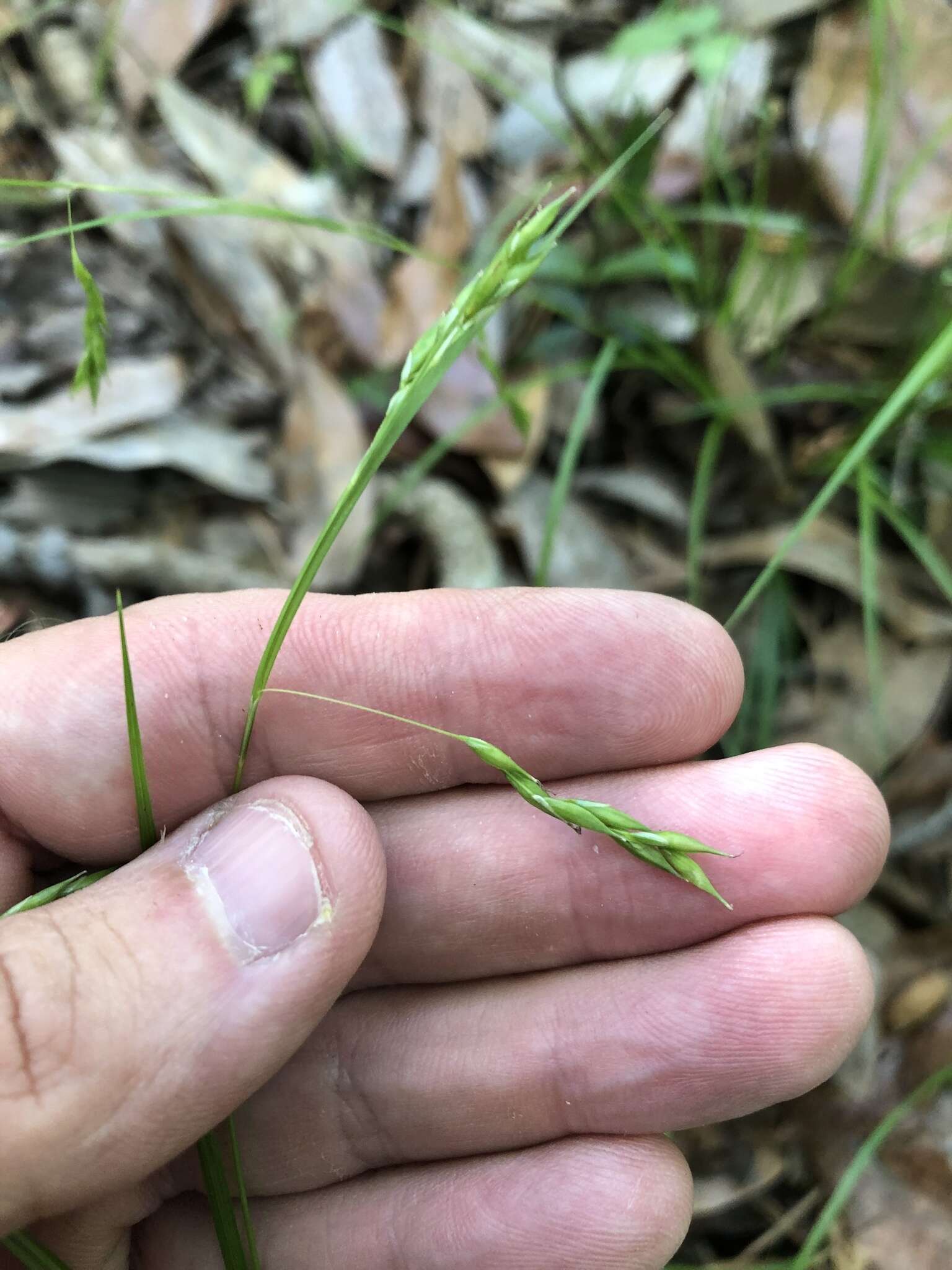 Imagem de Carex debilis Michx.