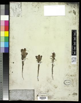 Image of Grand Coulee owl's-clover