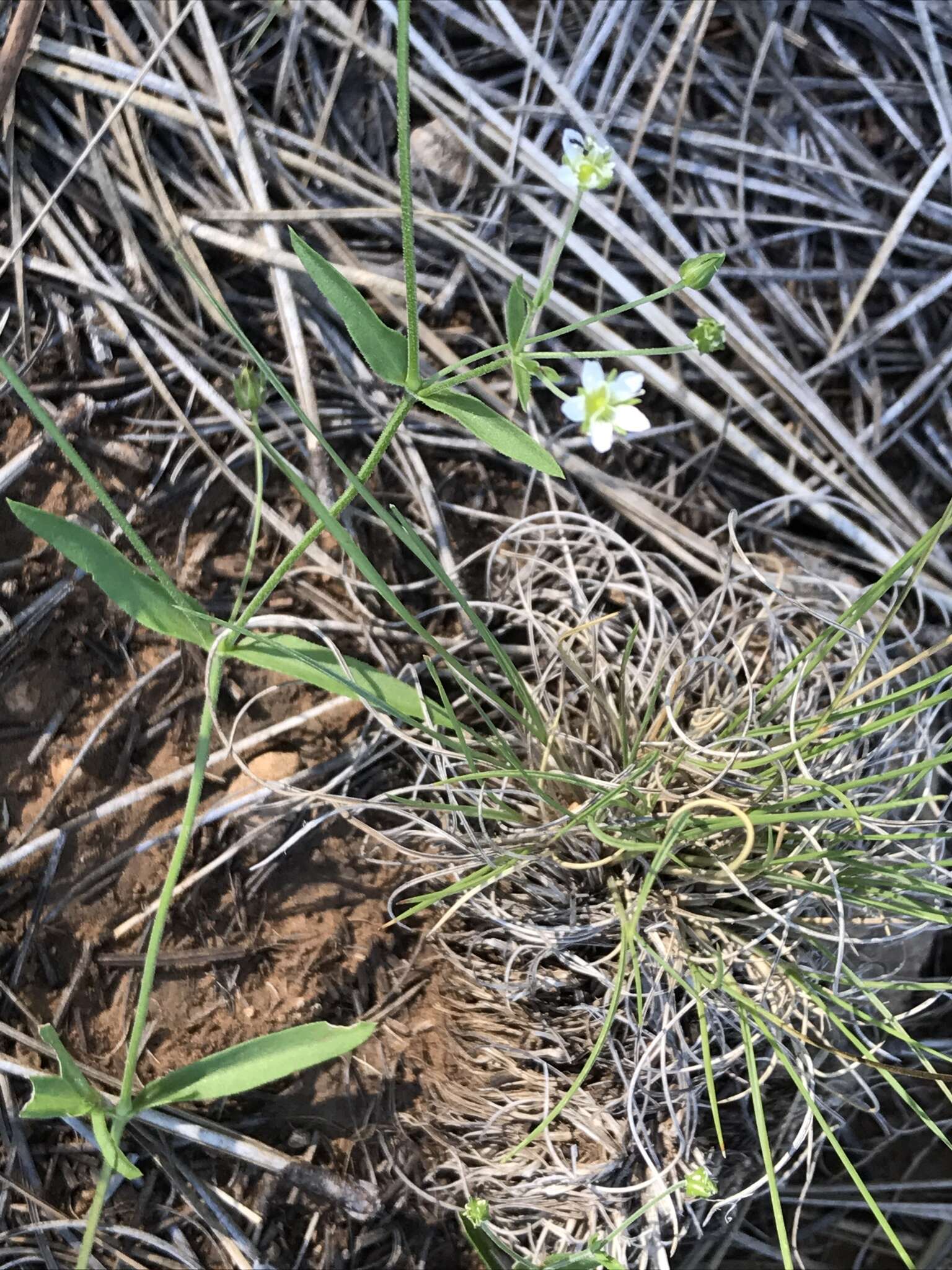 Image of Fendler's sandwort