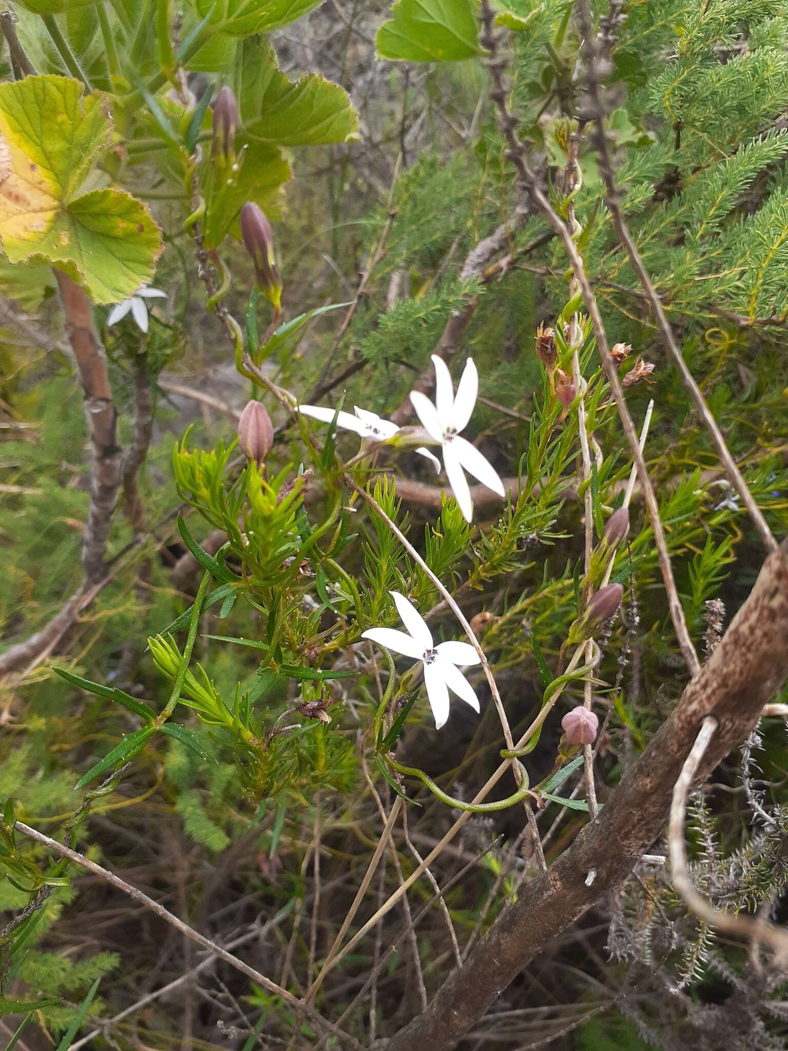 Imagem de Cyphia volubilis var. volubilis