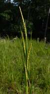 Image of Wrinkled Joint-Tail Grass