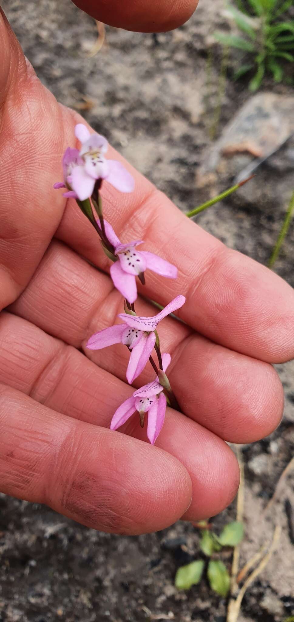 Image of Disa obliqua (Lindl.) Bolus