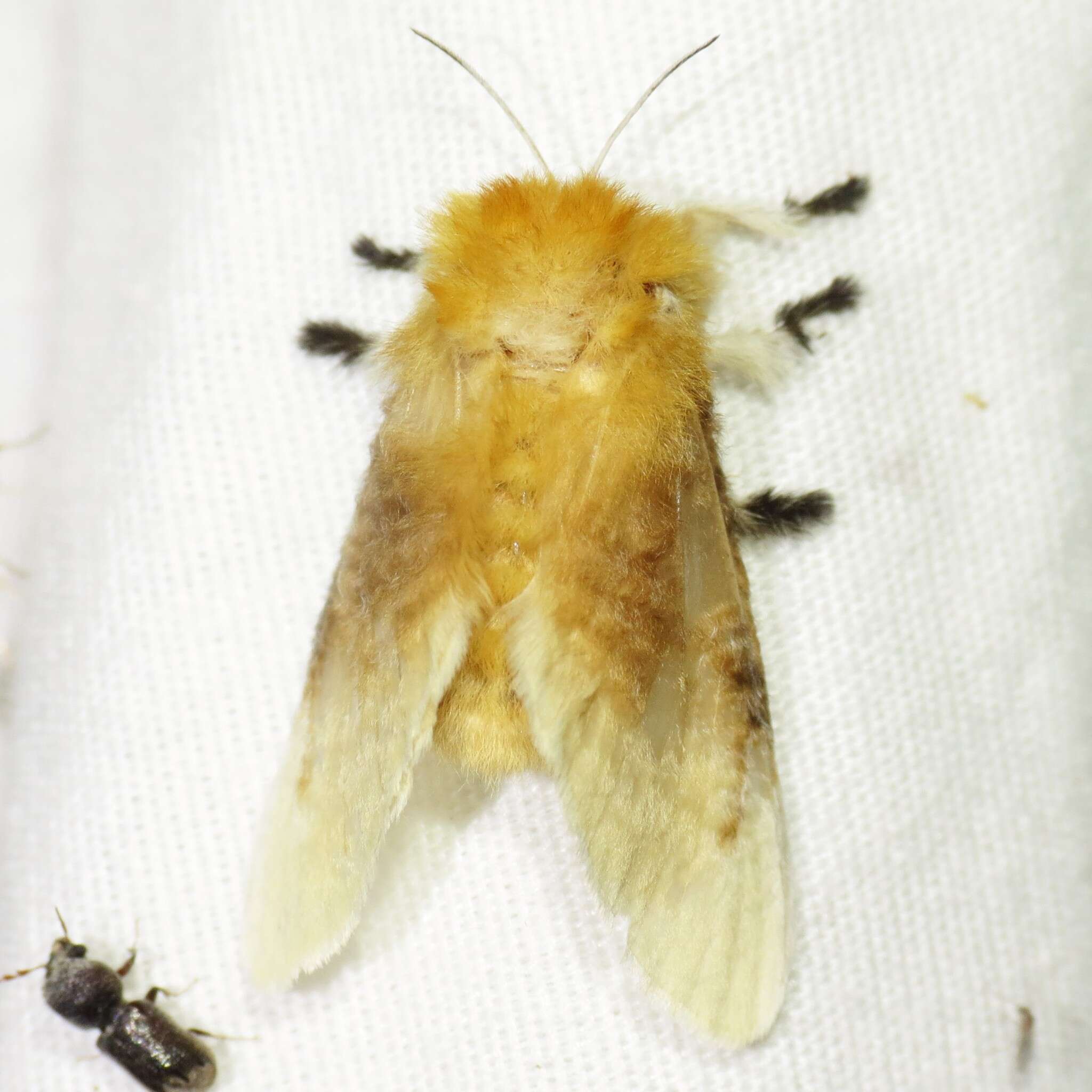 Image of Southern Flannel Moth