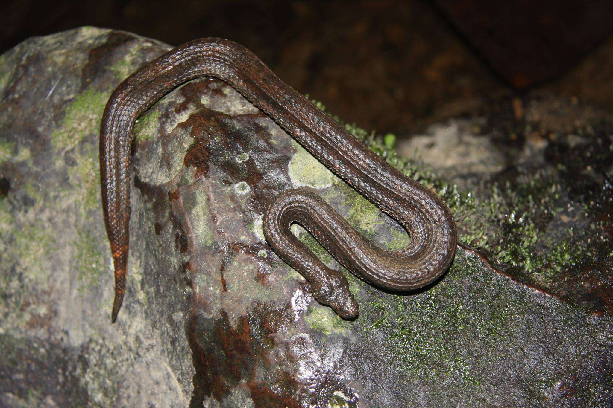 Image of Trachyboa Peters 1860