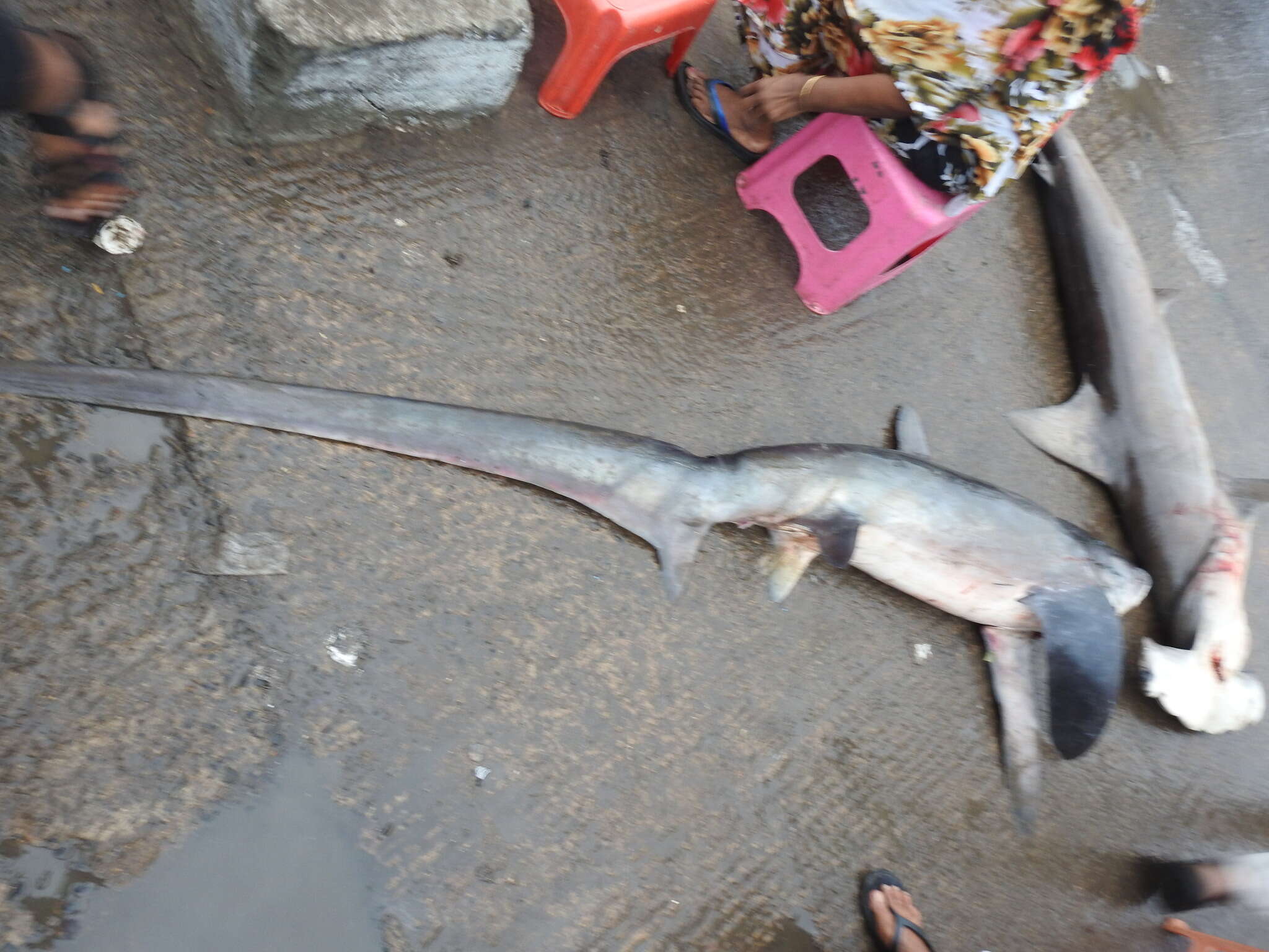 Image of thresher sharks