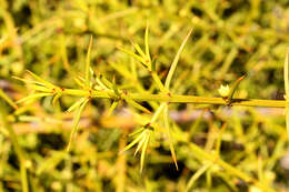 Apatophyllum teretifolium A. R. Bean & L. W. Yessup的圖片