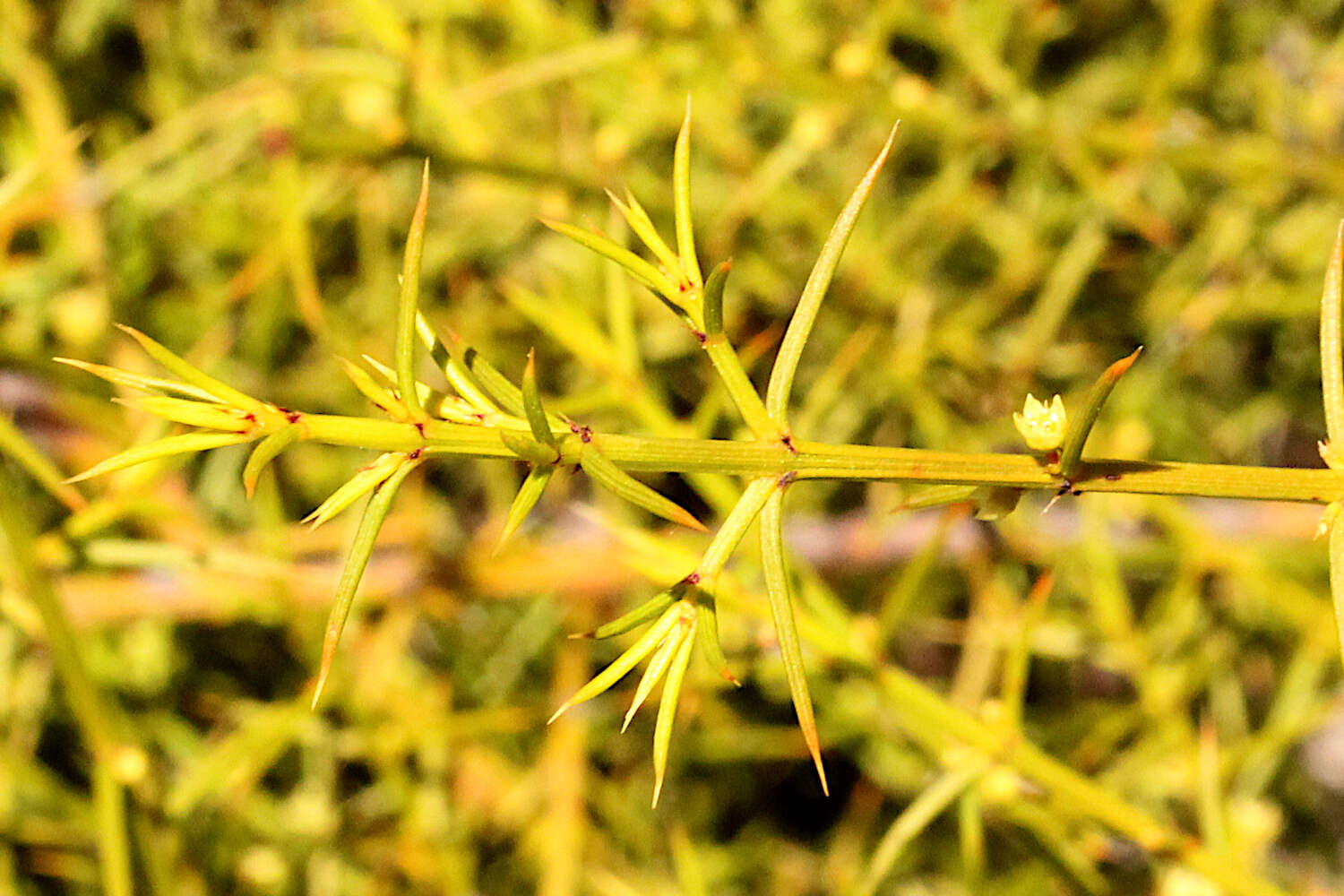 Image of Apatophyllum teretifolium A. R. Bean & L. W. Yessup