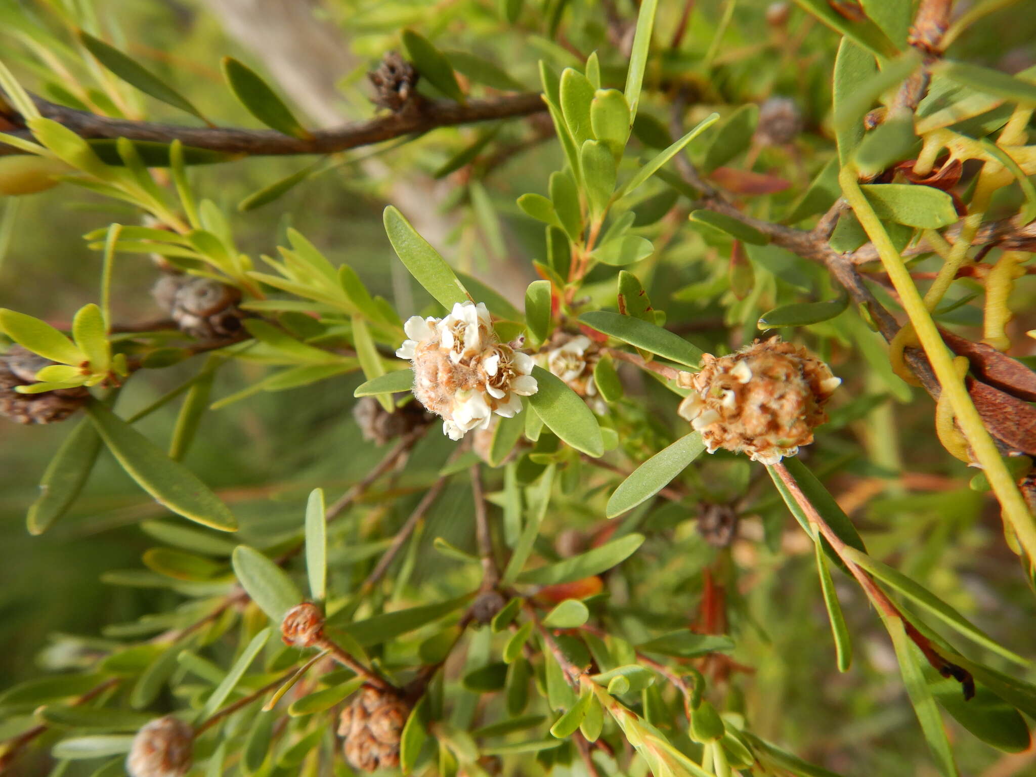 Sivun Asteromyrtus lysicephala (F. Müll. & F. M. Bail.) L. A. Craven kuva