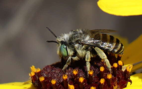 Image of Anthophora curta Provancher 1895