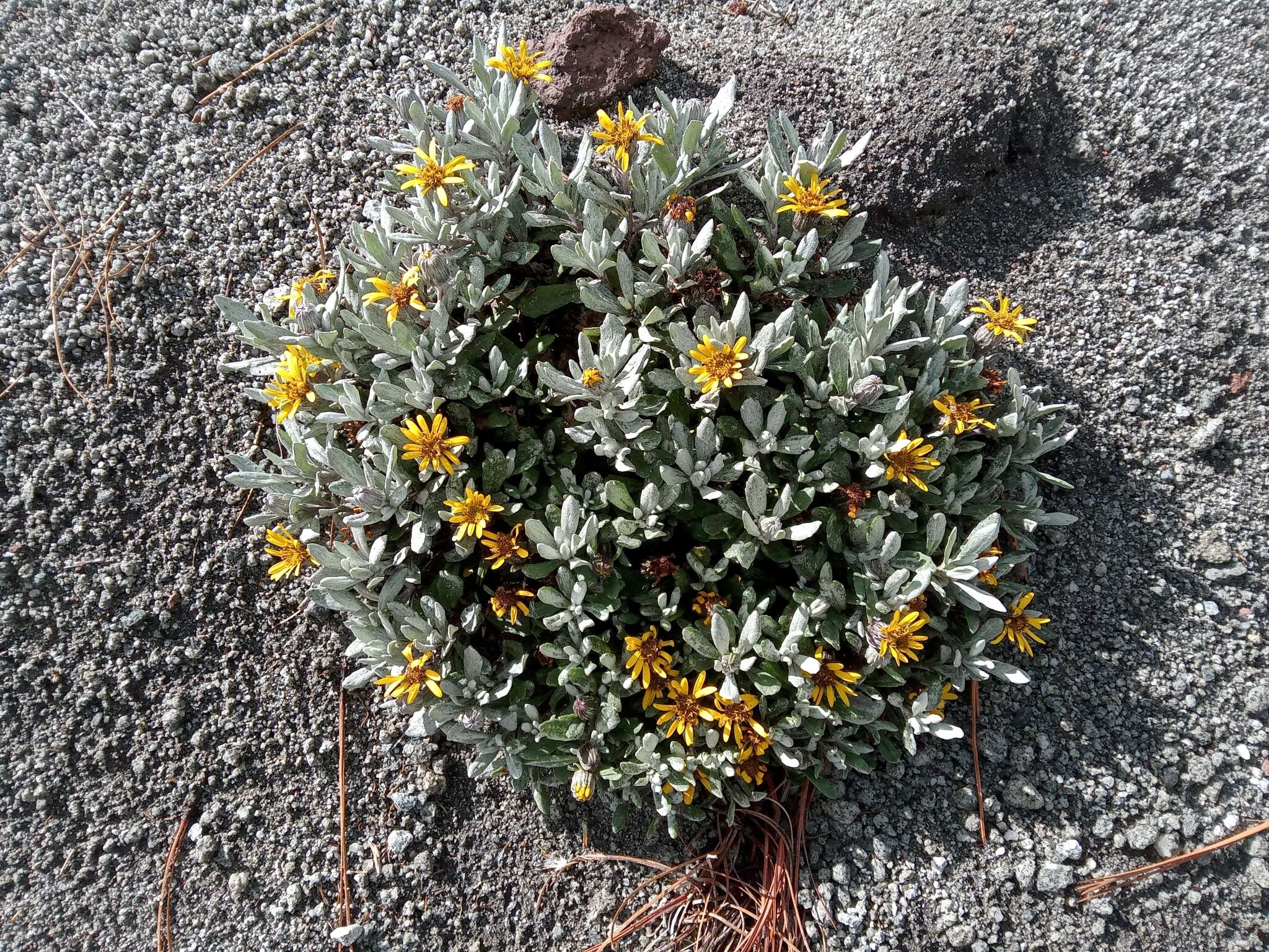 Image of Senecio procumbens Kunth