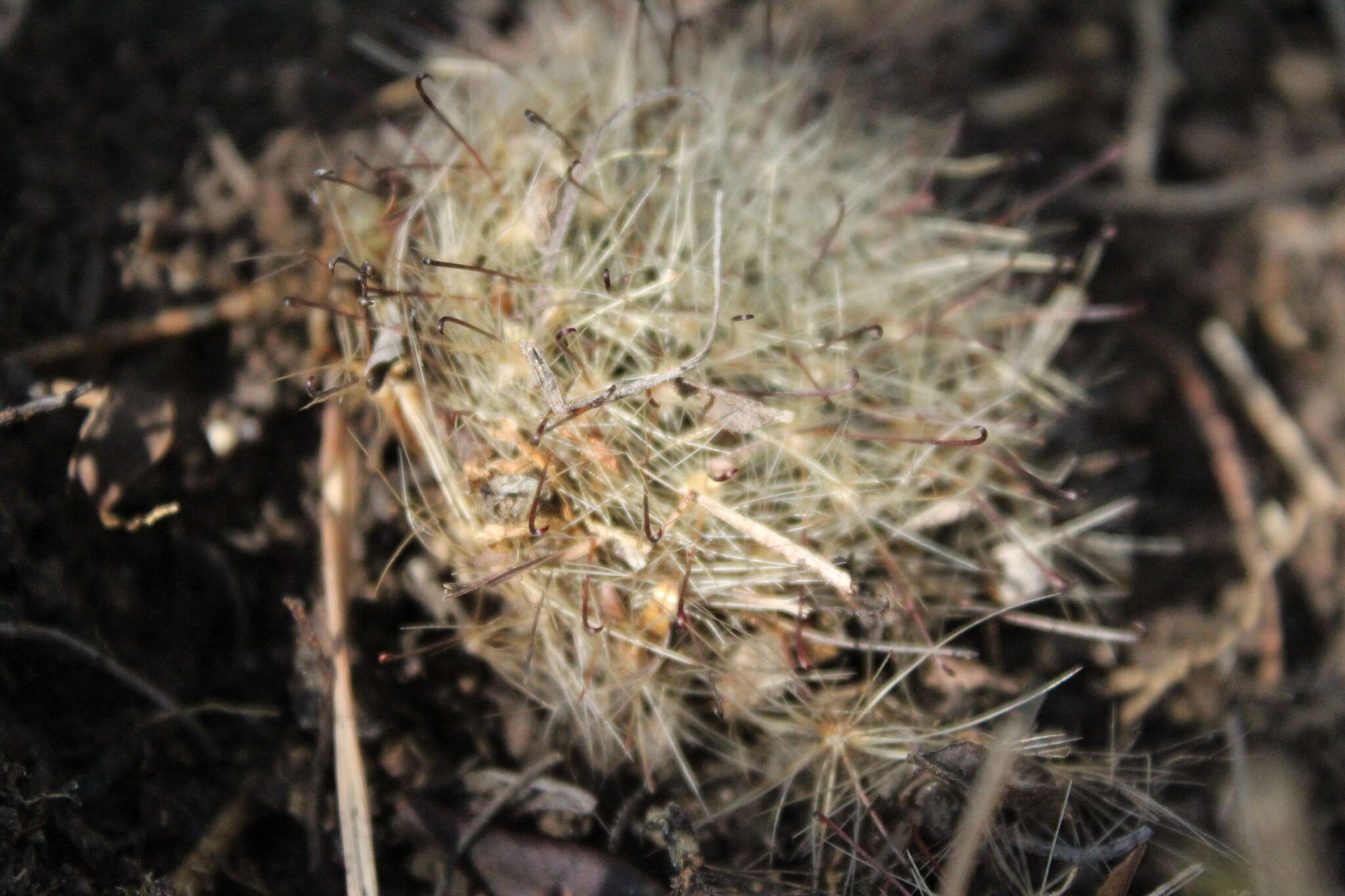 Mammillaria rettigiana Boed.的圖片