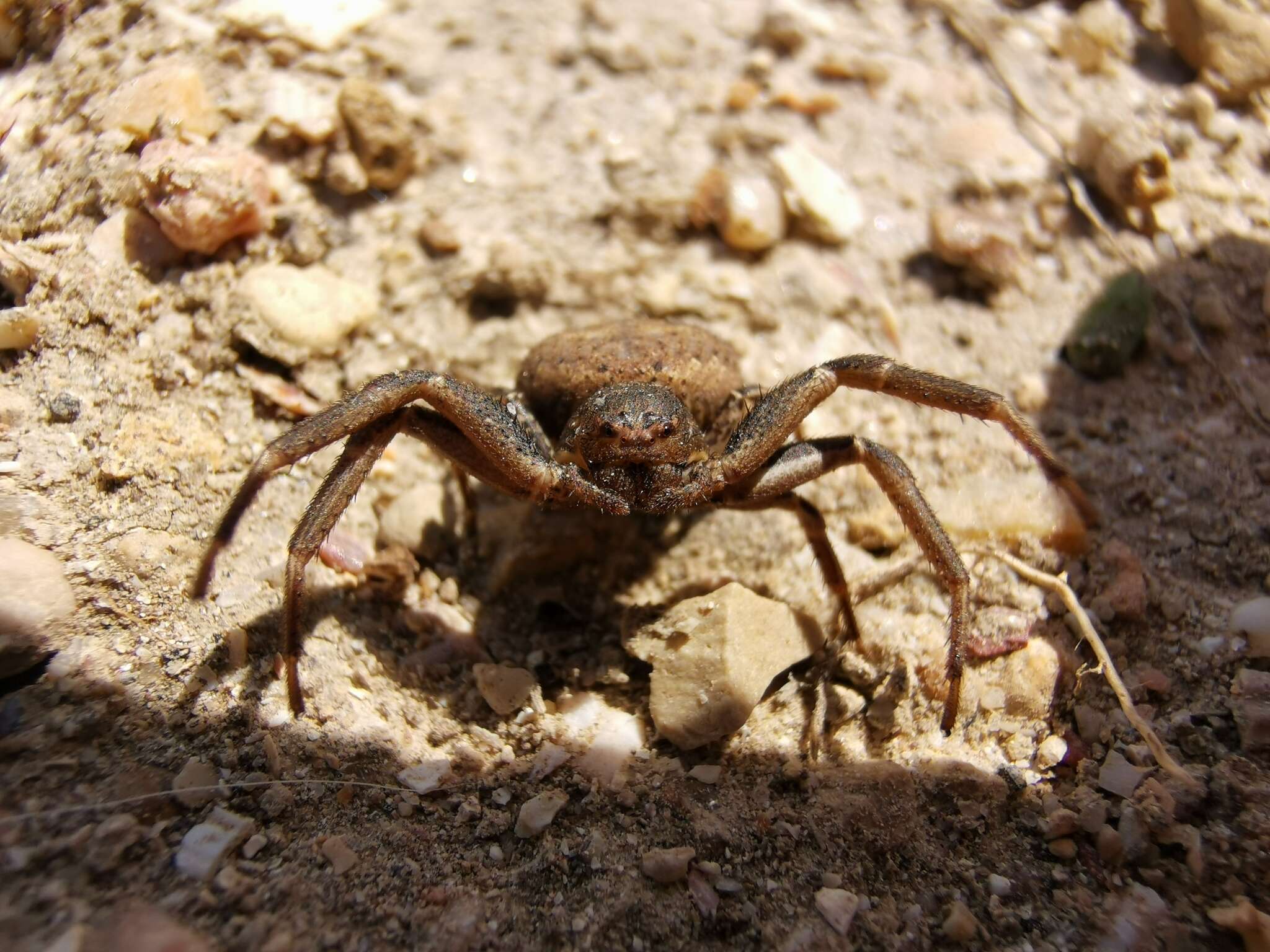 Sivun Bassaniodes bufo (Dufour 1820) kuva