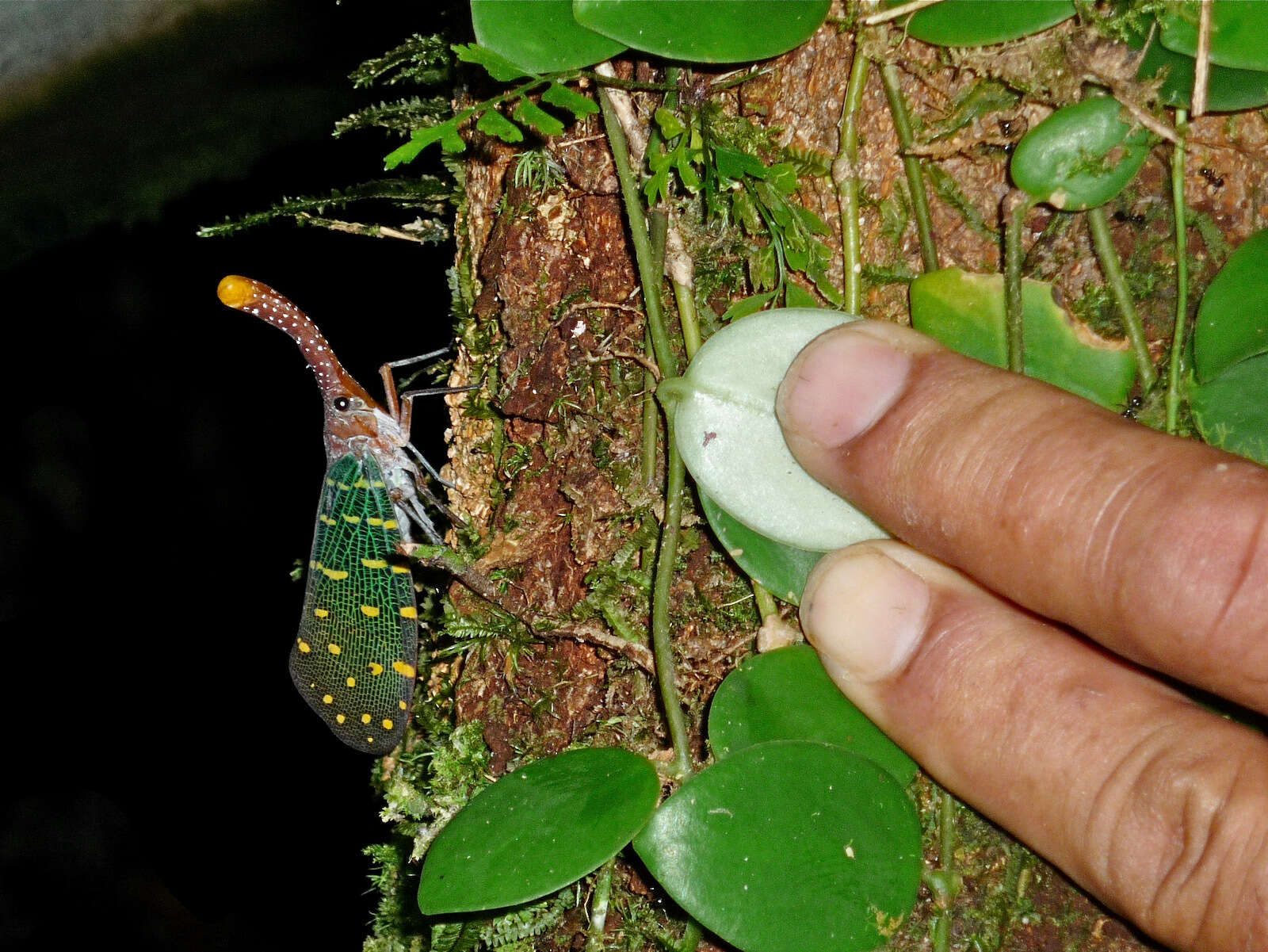 Image of Pyrops intricatus (Walker 1857)