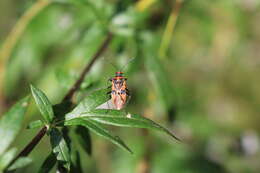 Image of black & red squash bug