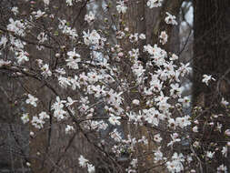 Image of Star Magnolia