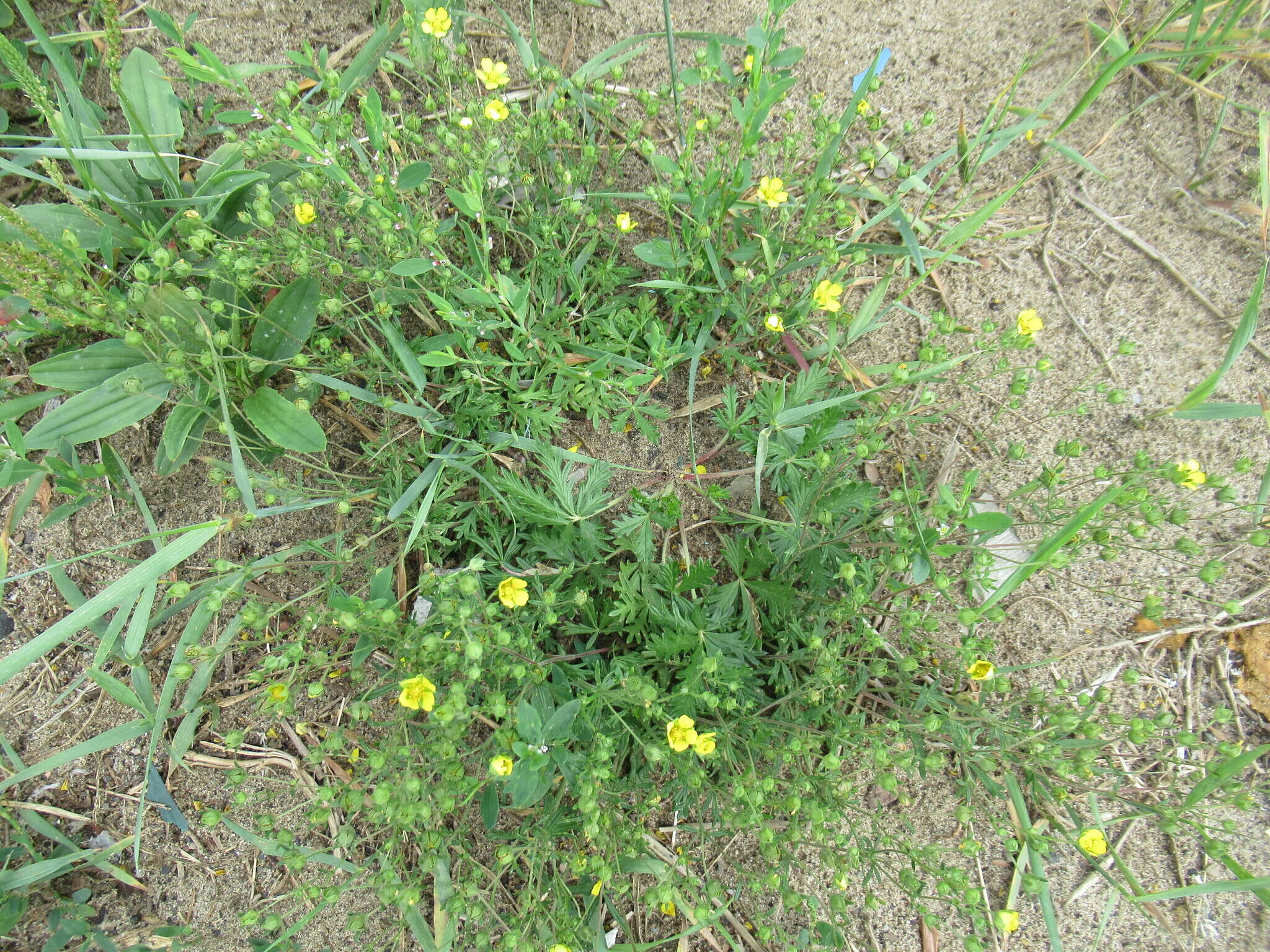 Image de Potentilla angarensis Popov