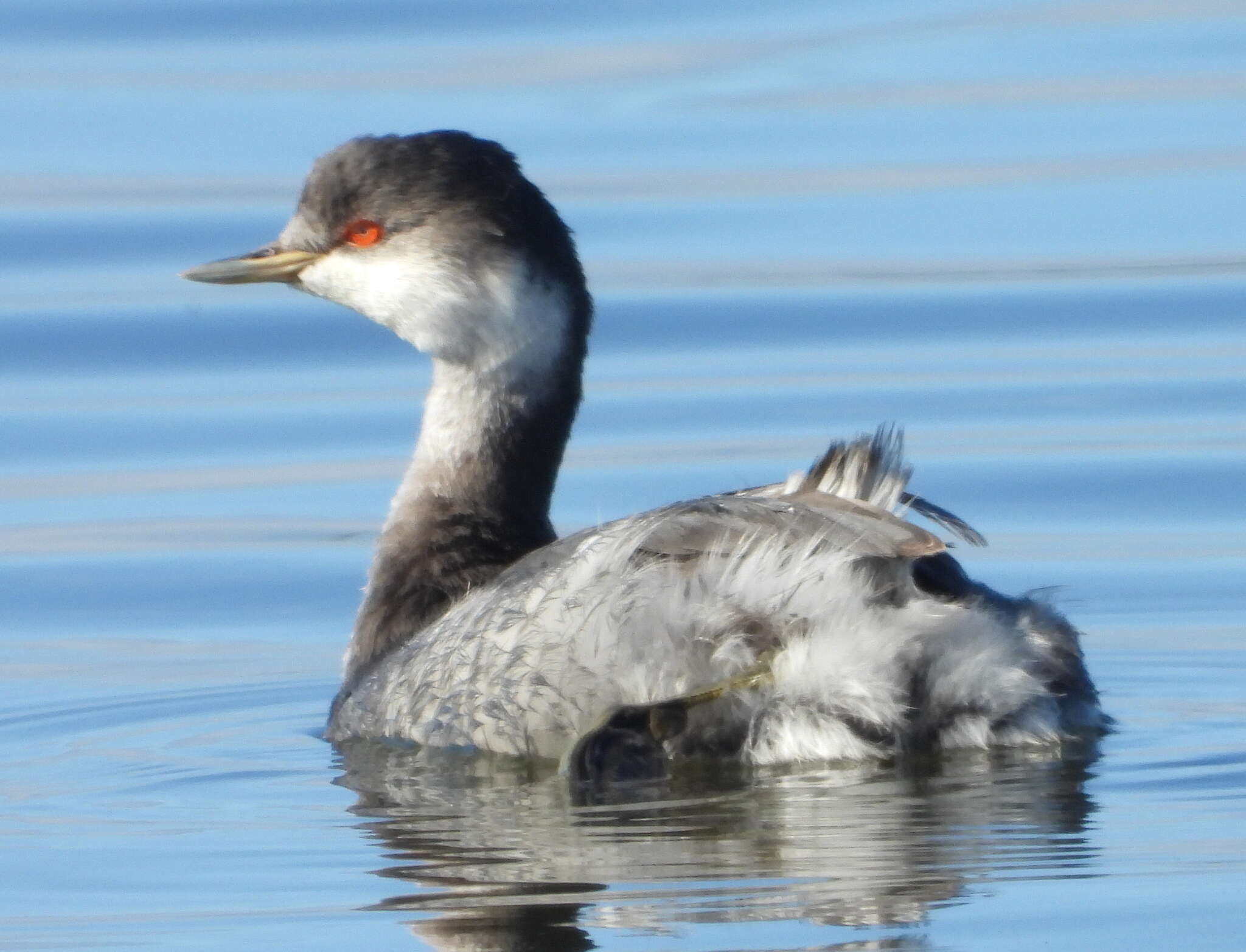 Image of Podiceps nigricollis gurneyi (Roberts 1919)