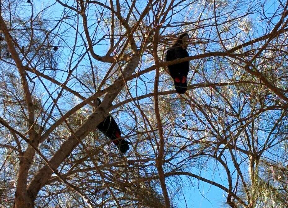 Calyptorhynchus lathami halmaturinus Mathews 1912 resmi