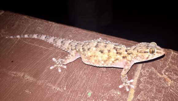 Image of Bibron's Thick-toed Gecko