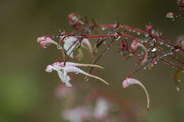 Image of Impatiens radiata Hook. fil.