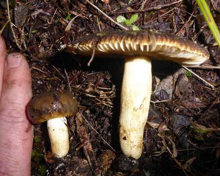 Image of Russula acrolamellata McNabb 1973