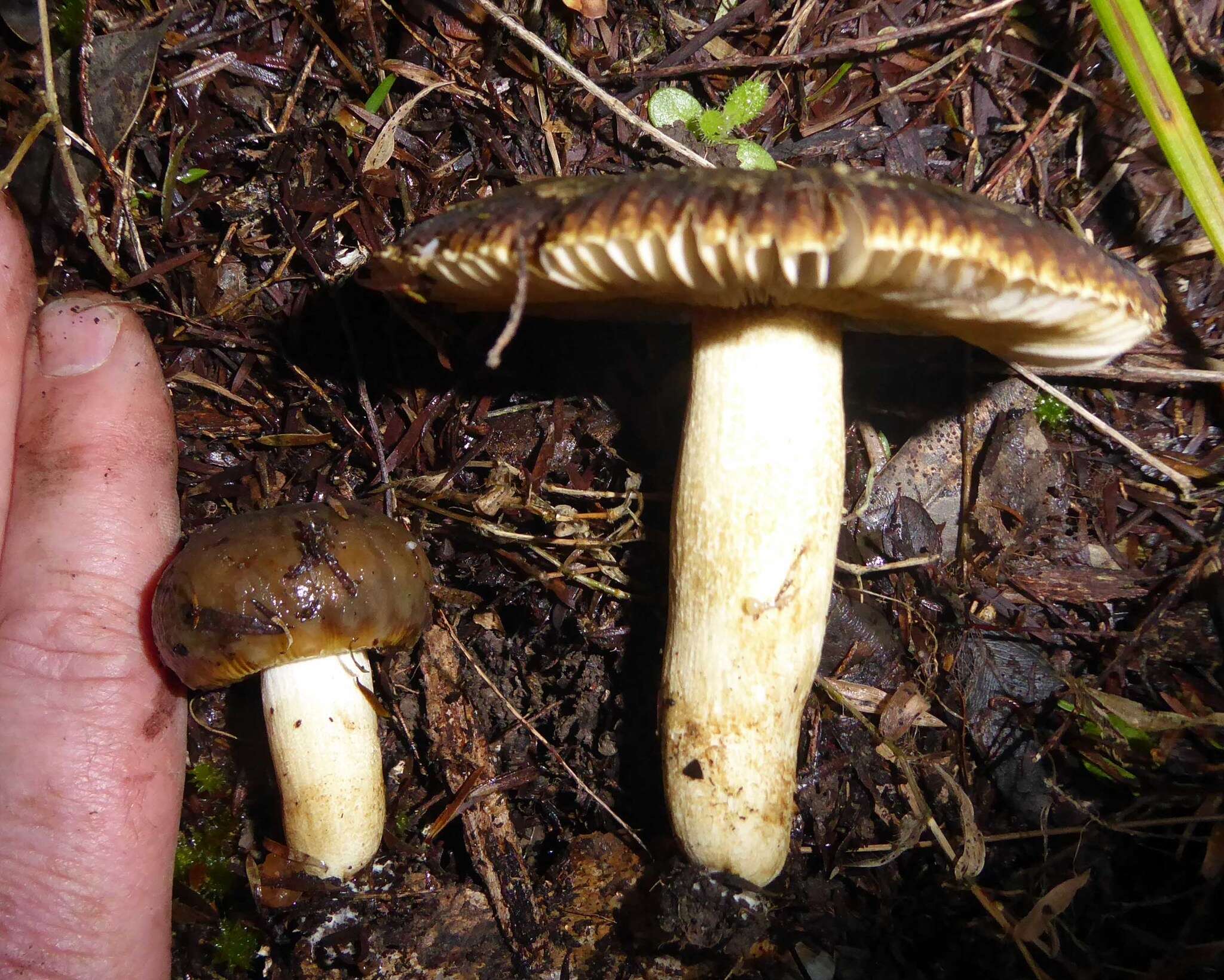 Image of Russula acrolamellata McNabb 1973