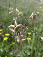 Image of Hesperis tristis L.