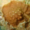 Image of Celleporaria brunnea (Hincks 1884)