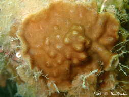 Sivun Celleporaria brunnea (Hincks 1884) kuva
