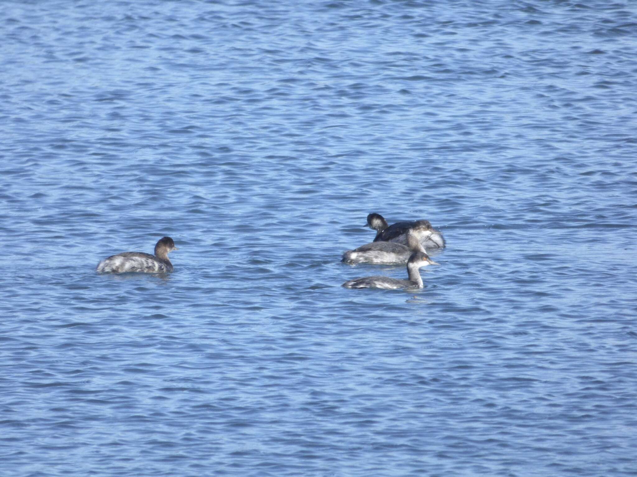 Imagem de Podiceps nigricollis californicus Heermann 1854