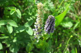 Image of Lagotis uralensis Schischk.