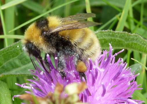 Plancia ëd Bombus distinguendus Morawitz 1869