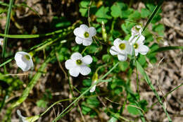 Sivun Oxalis imbricata var. imbricata kuva