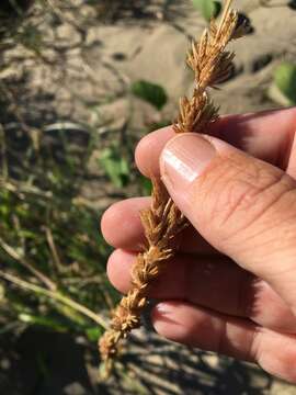 Image of Eragrostis interrupta P. Beauv.