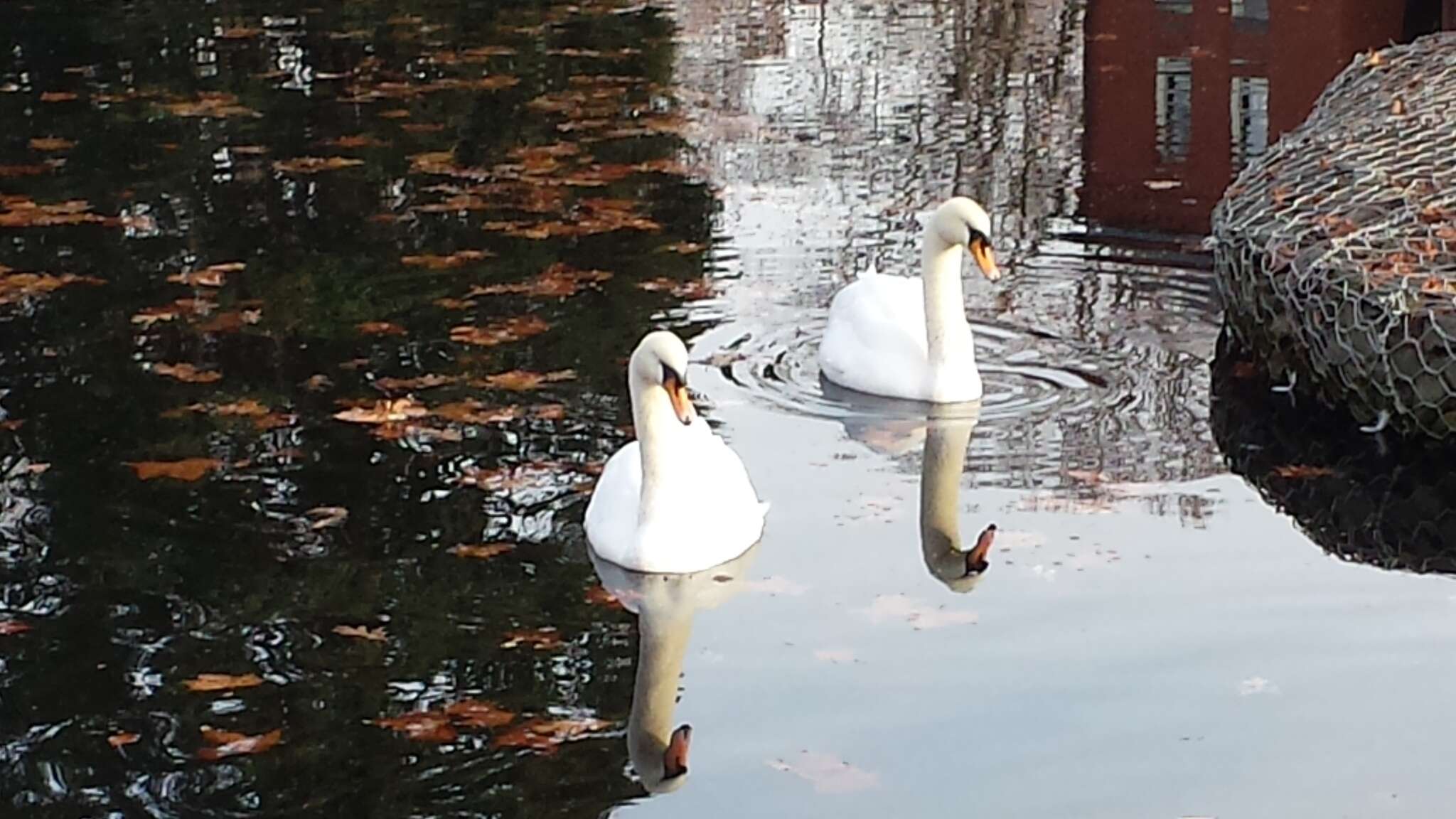 Image of Mute Swan