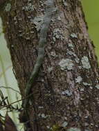 Image of leafless bentspur orchid