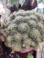 Image of Mammillaria vetula subsp. lacostei