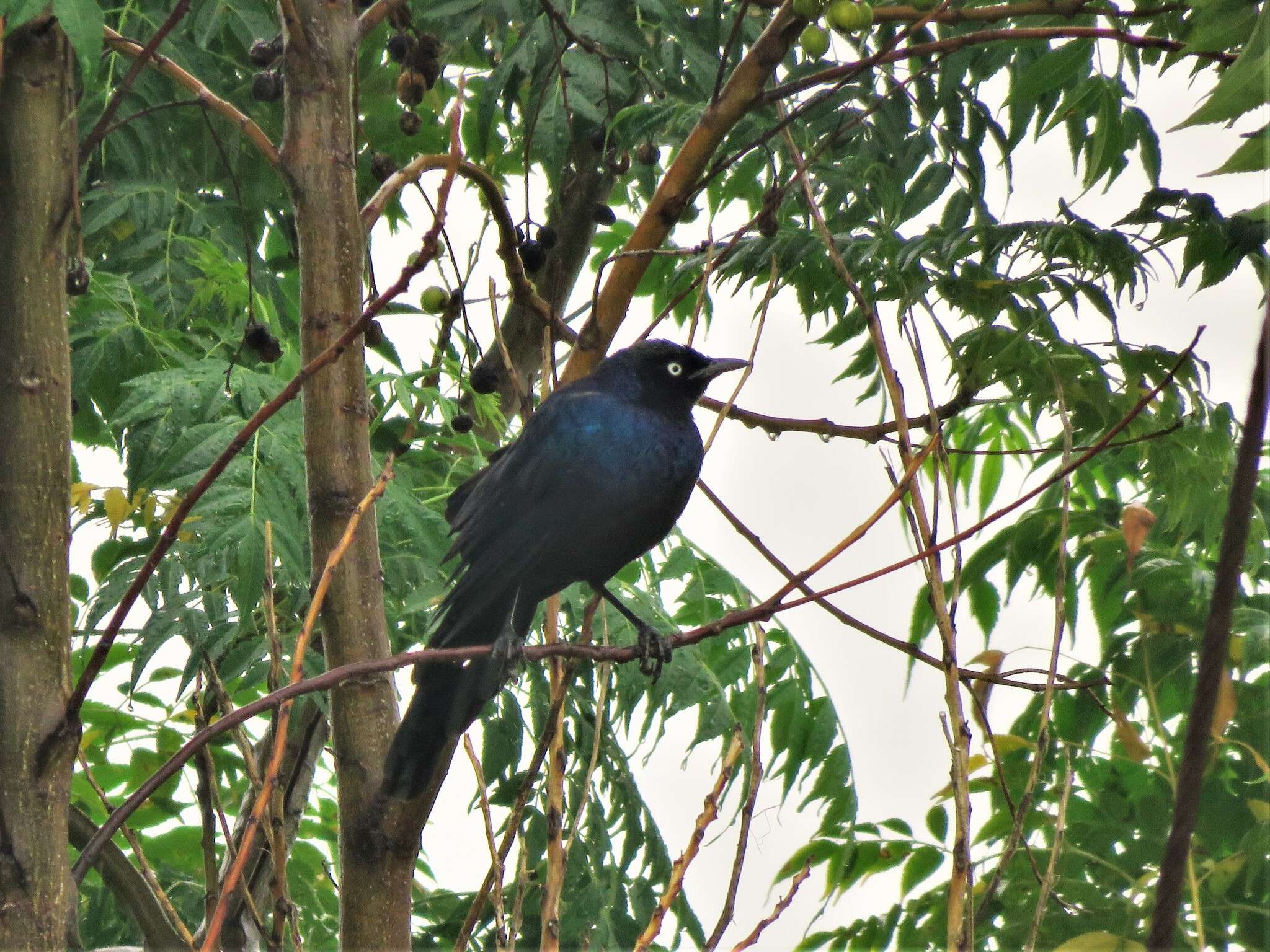 Image of Rueppell's Glossy-Starling