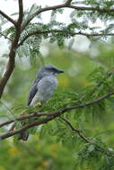 Image of Large Cuckoo-shrike