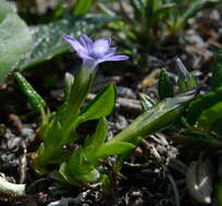 صورة Gentiana prostrata Haenke