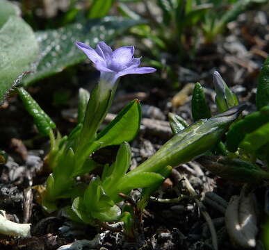 Image of Pygmy Gentian