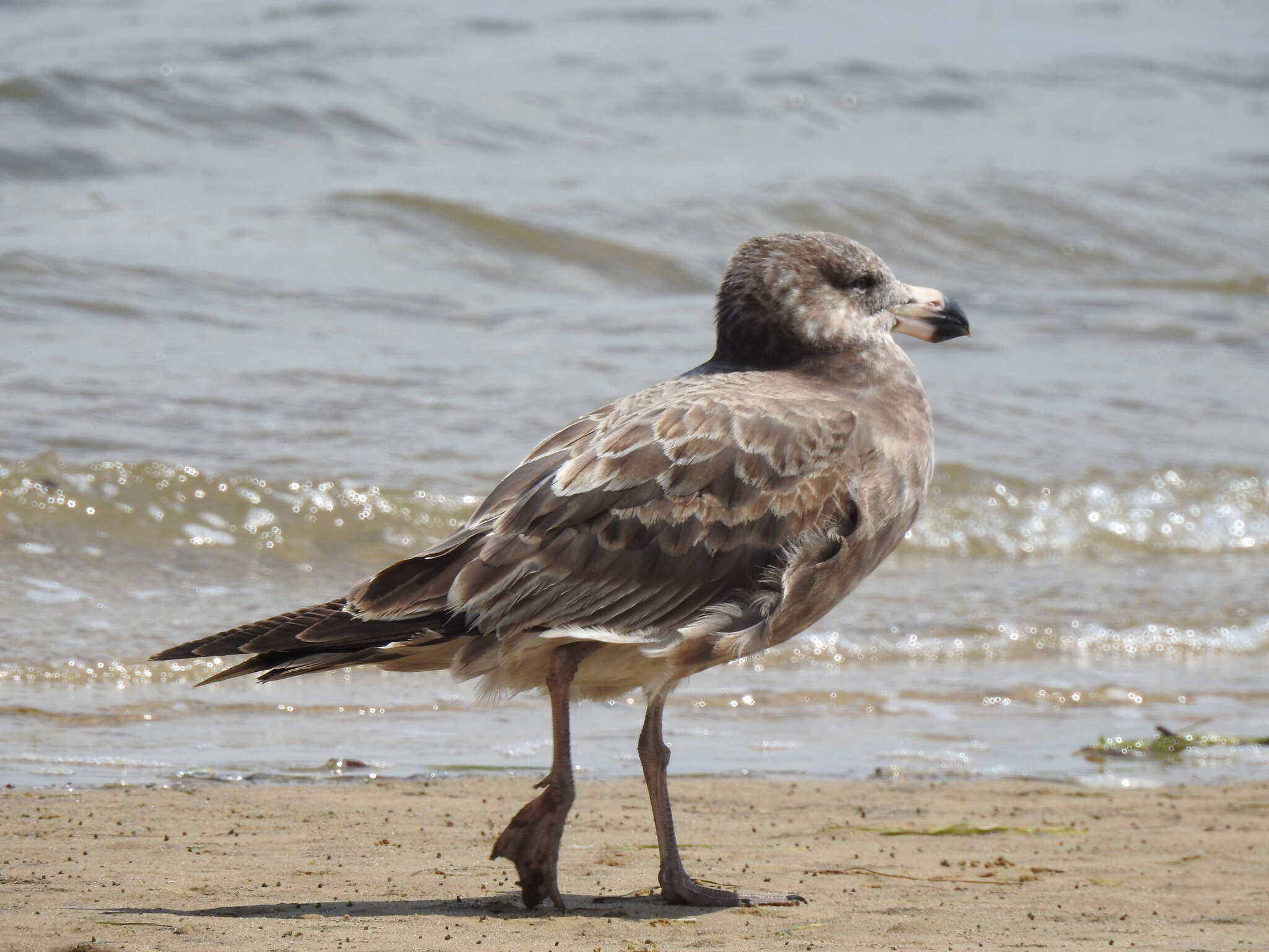 Image of Pacific Gull