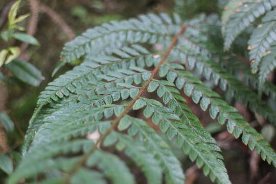 Plancia ëd Polystichum biaristatum (Bl.) Moore